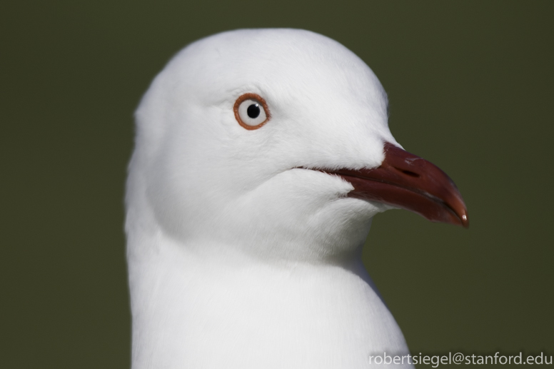 silver gull